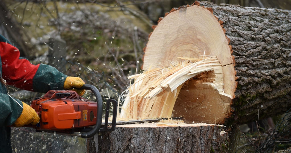 Le Règlement de zonage de votre municipalité précise les raisons pour lesquelles un arbre peut être abattu. Ainsi, avant d’abattre un arbre sur votre propriété, vous devez contacter l’inspecteur en bâtiment de votre municipalité pour connaître les règles et marches à suivre qui vous permettront d’obtenir votre permis.